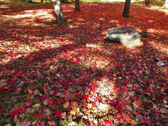 滝野すずらん公園渓流口紅葉