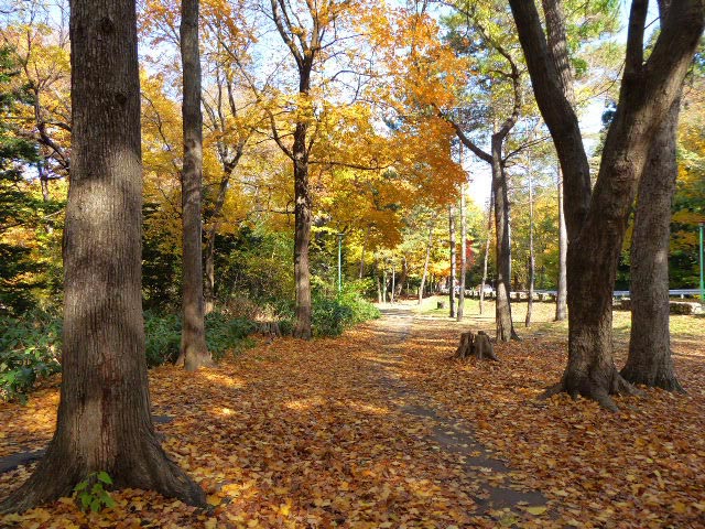 円山公園、紅葉