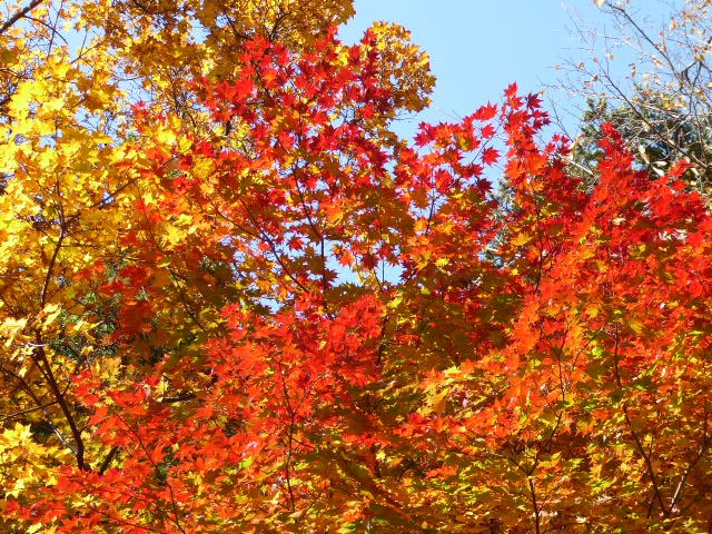 円山公園、紅葉