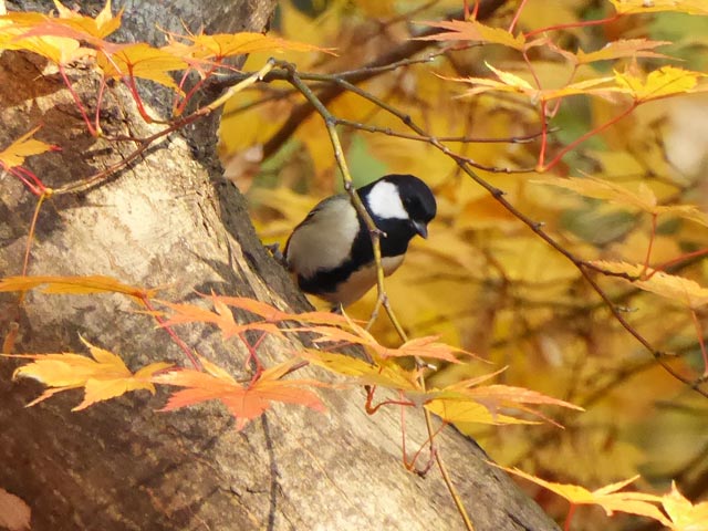 円山公園、野鳥