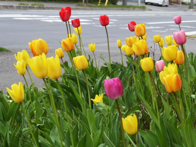 4月に咲く花