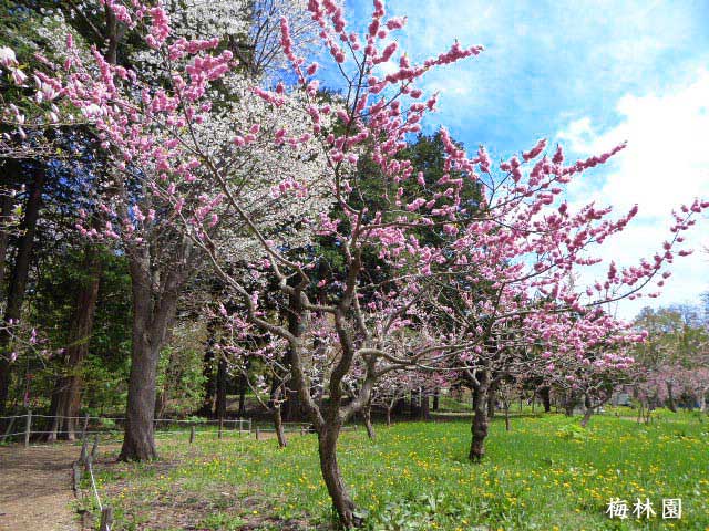 北海道神宮、桜と梅林園