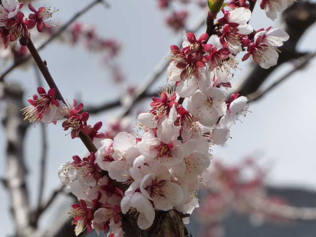 北海道神宮、桜と梅林園