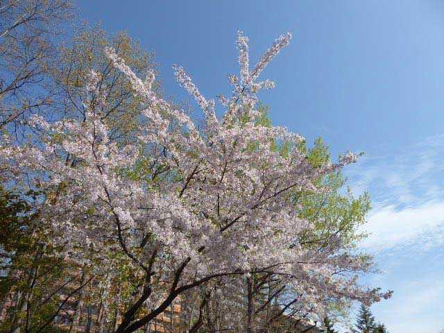 中島公園、桜