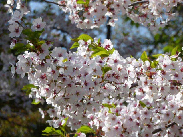 中島公園、桜