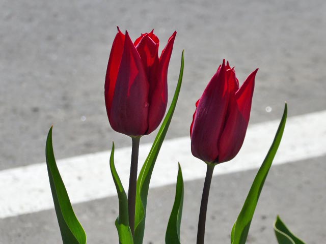 札幌と花