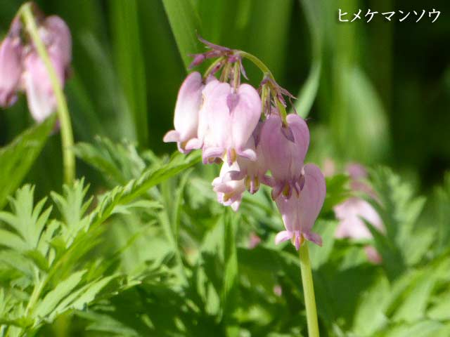 札幌と花