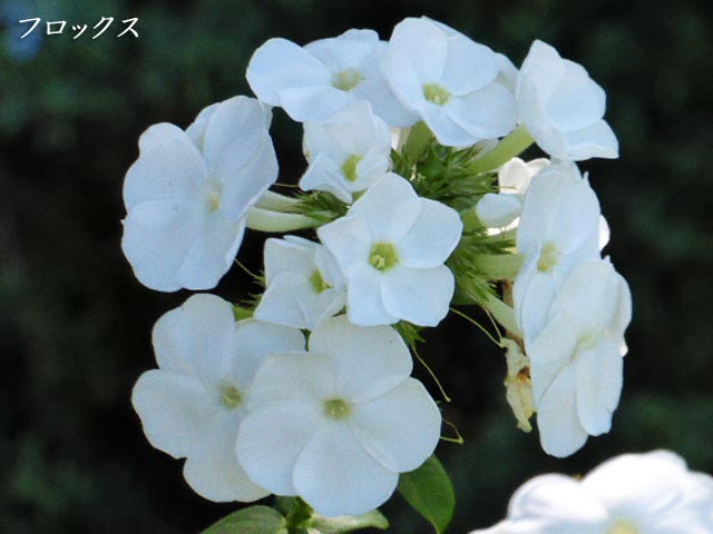 札幌 花