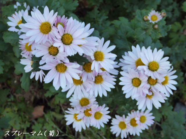 札幌 花