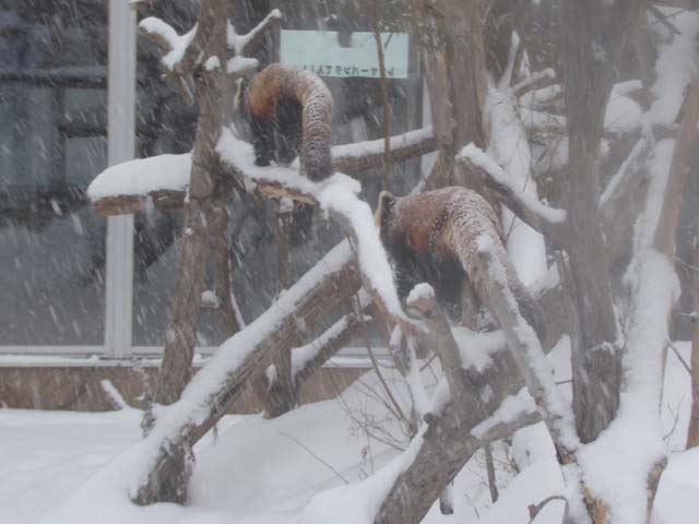冬の円山動物園