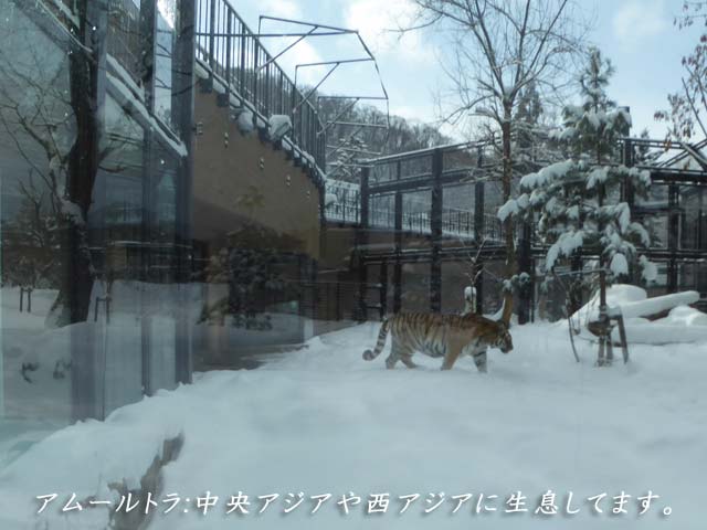 冬の円山動物園
