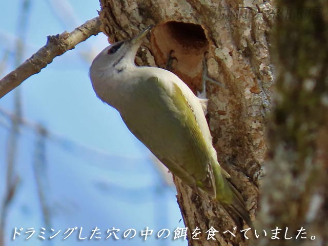 野幌森林公園、野鳥