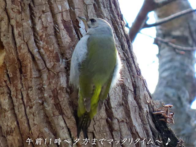 野幌森林公園、野鳥