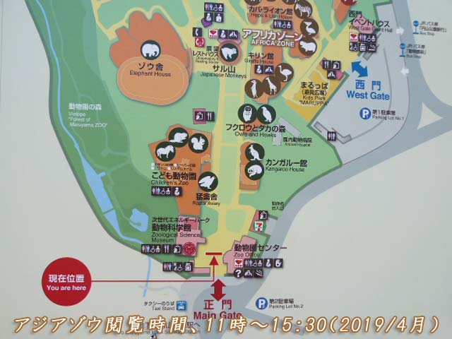 円山動物園、アジアゾウ