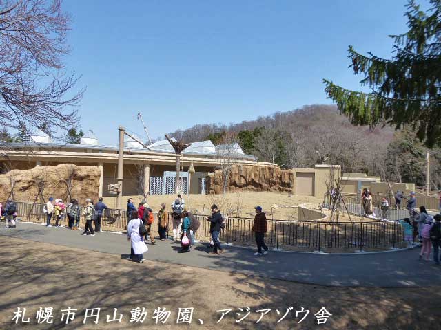 円山動物園、アジアゾウ