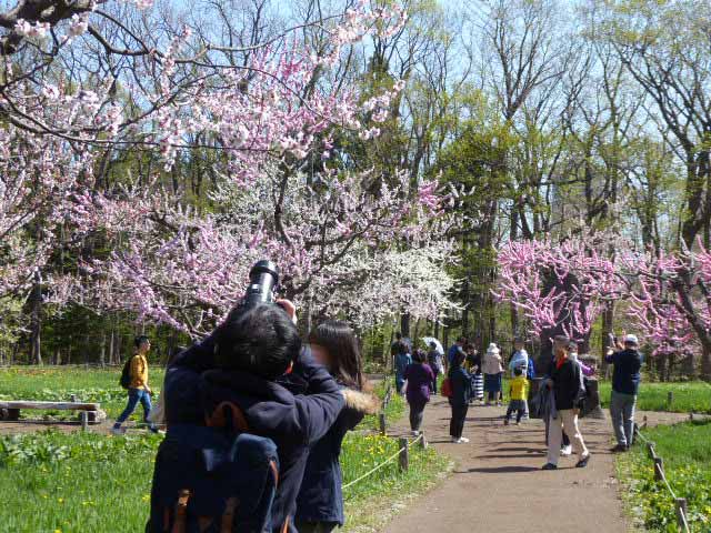 北海道神宮、梅林、白とピンクの梅の花