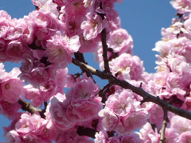 北海道神宮、梅林、ピンクの八重咲き