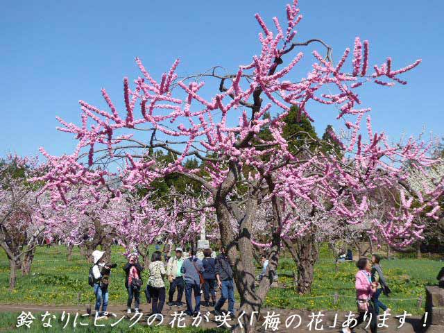 北海道神宮、梅林、ピンクの八重咲き梅