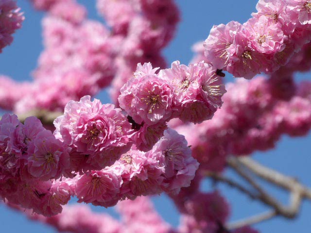 北海道神宮、梅林、ピンクの八重咲き梅