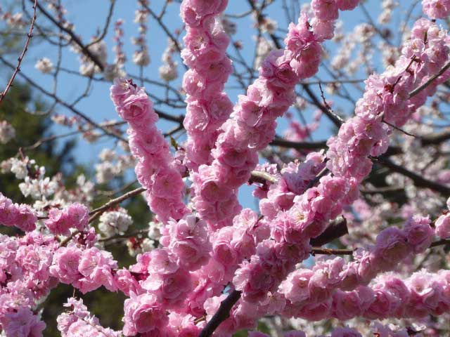 北海道神宮、梅林、ピンク八重咲き梅