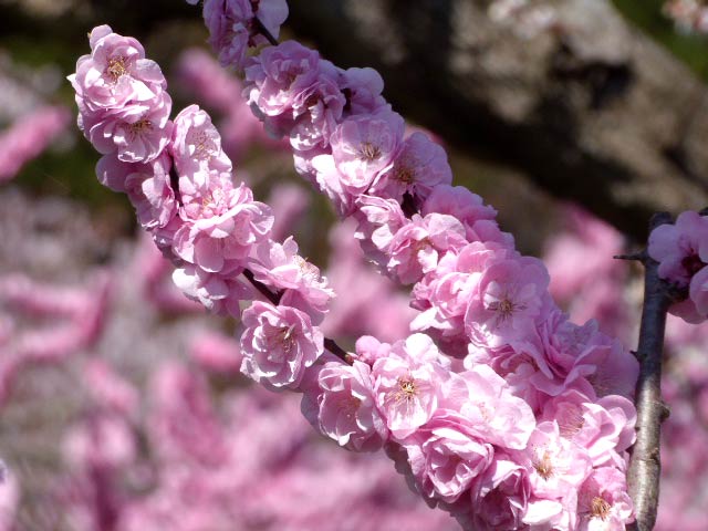 北海道神宮、梅林、ピンク八重咲き梅