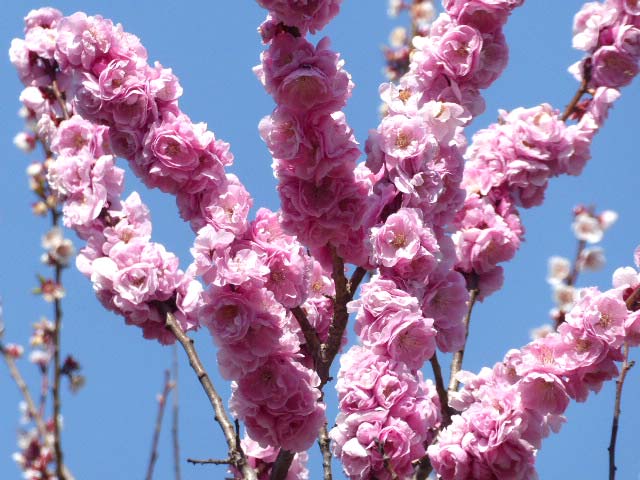 北海道神宮、梅林、淡いピンク八重咲き梅