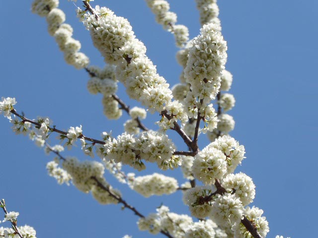 北海道神宮、梅林、スモモの花