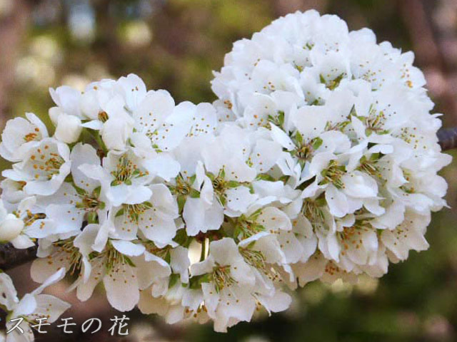 北海道神宮、梅林、スモモの花