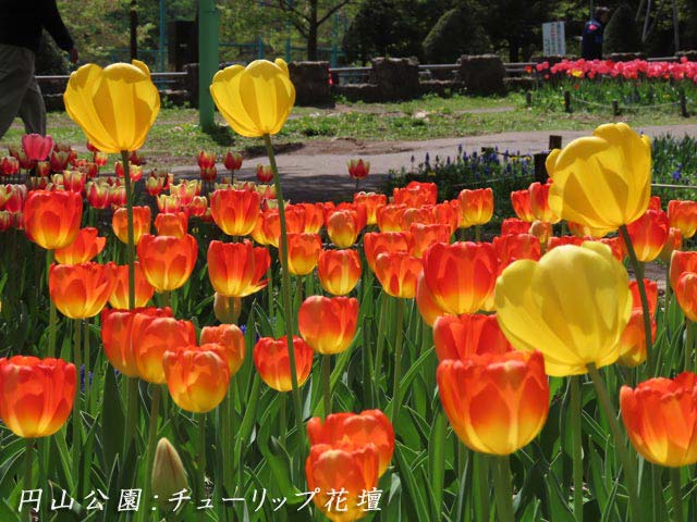 円山公園チューリップ
