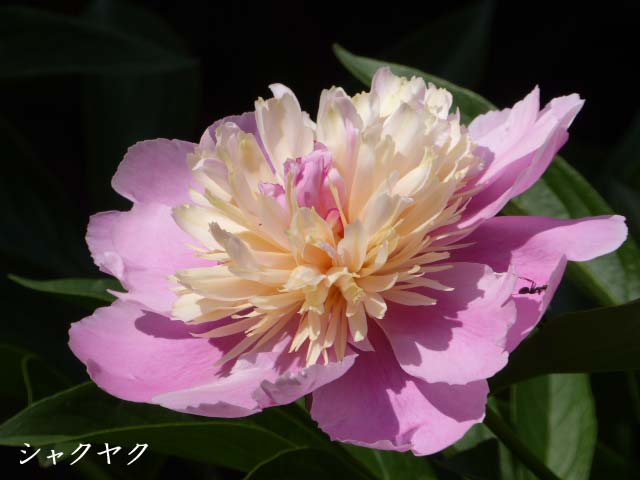 札幌、6月に咲く花