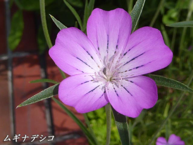 札幌、6月に咲く花