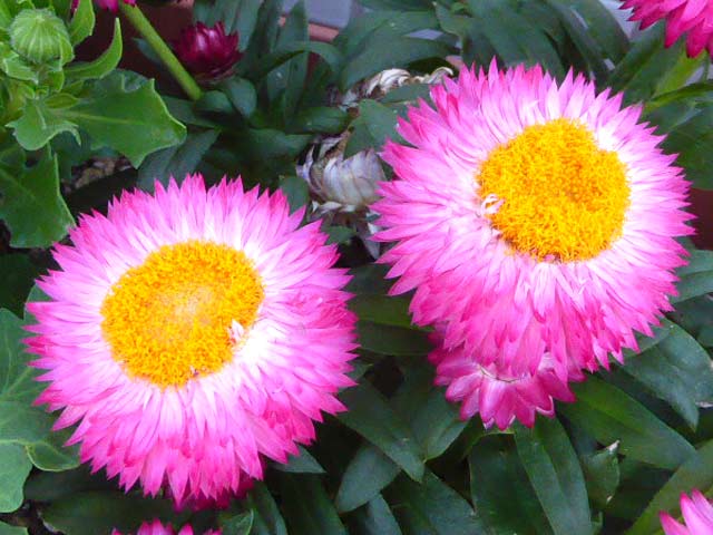 札幌、7月に咲く花