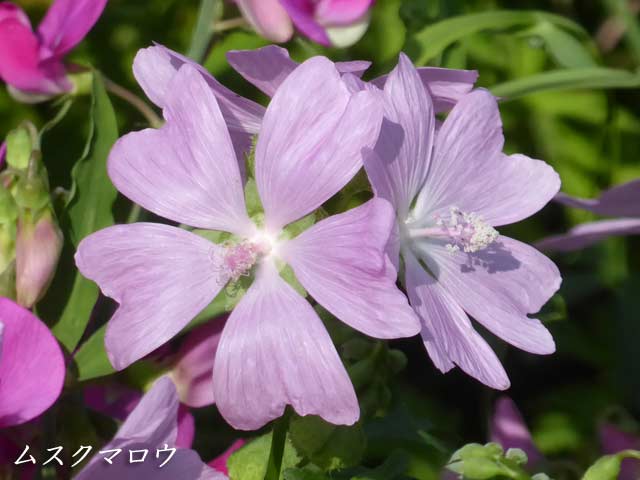 札幌、7月に咲く花