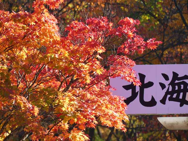円山と紅葉