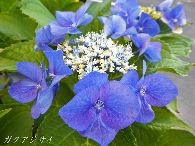 札幌は8月に咲く花