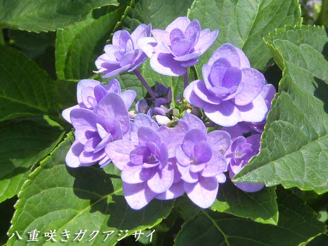 札幌は8月に咲く花
