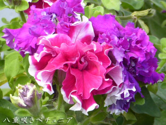 札幌は8月～10月に咲く花