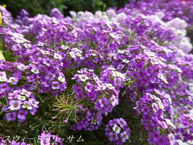札幌は8月～10月に咲く花