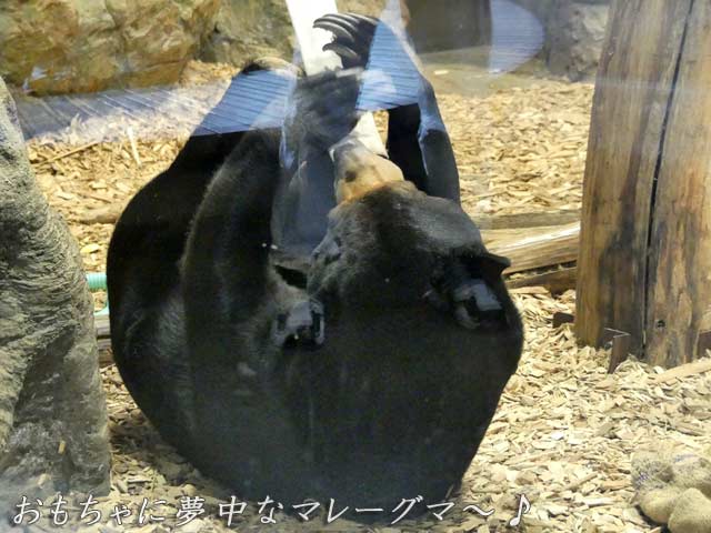 札幌円山動物園