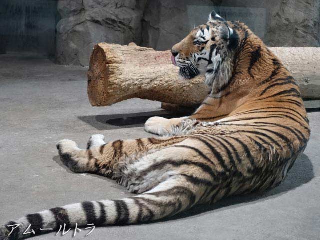 アムールトラ、世界で一番大きいトラ