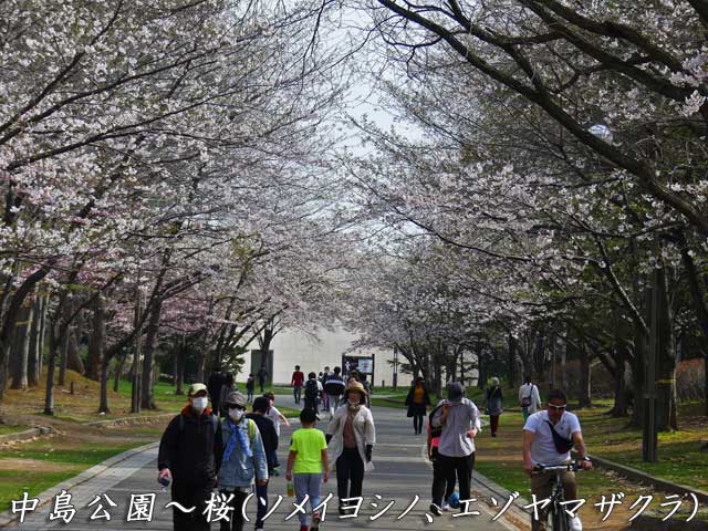 中島公園、ソメイヨシノ