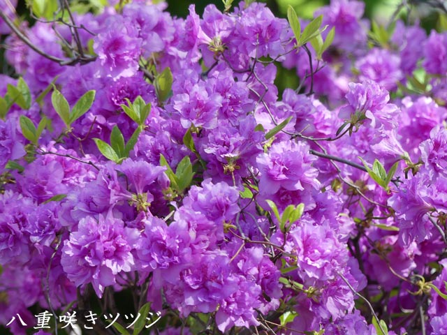 大通公園、紫の八重咲きツツジ
