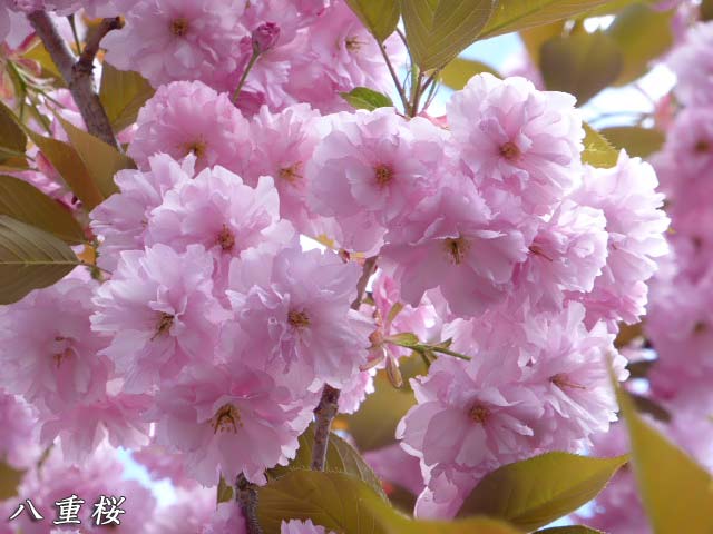 百合が原公園、八重桜
