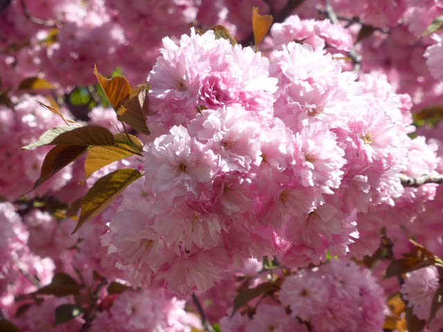 百合が原公園、八重桜