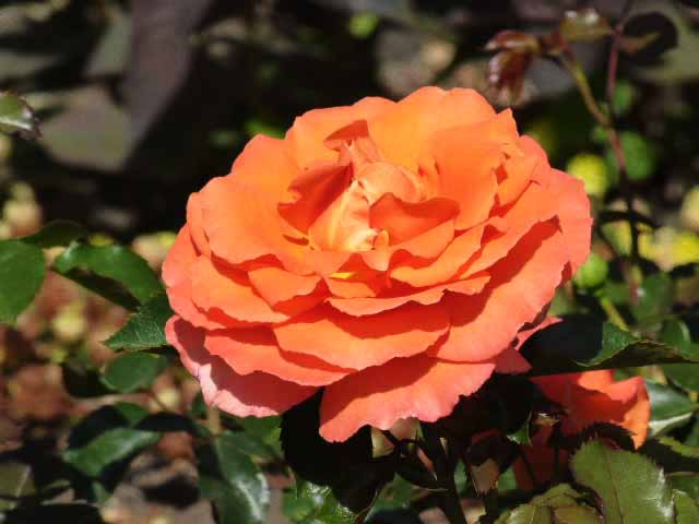 ロイズローズガーデン、オレンジのバラ