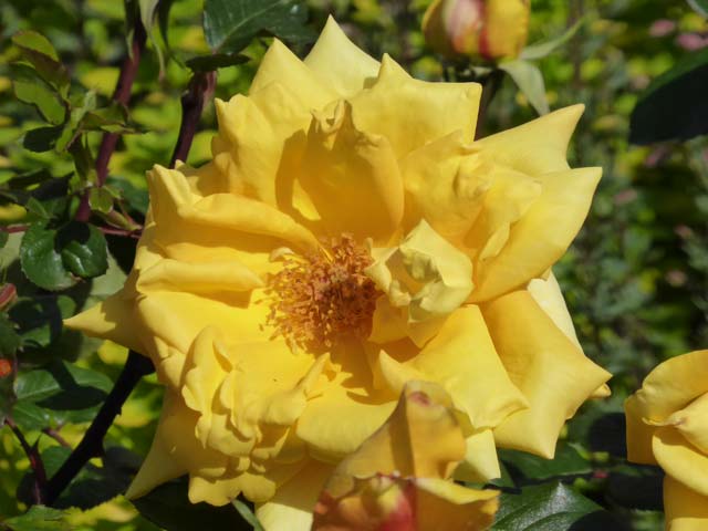 ロイズローズガーデン、黄色いバラ