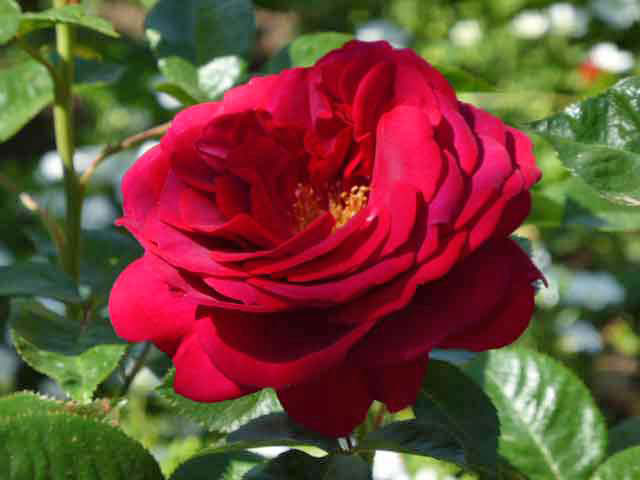 ロイズローズガーデン、赤いバラ