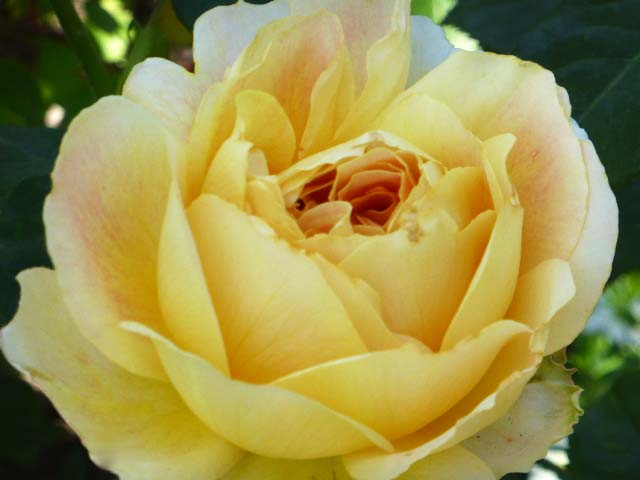ロイズローズガーデン、淡い黄色のバラ