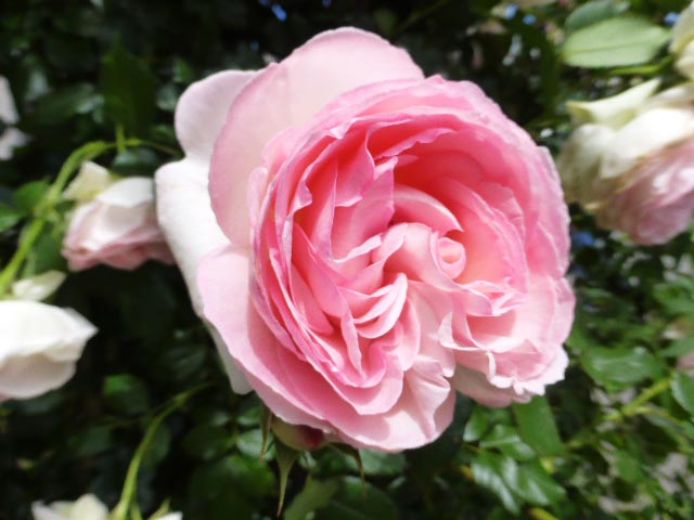 ロイズローズガーデン、ピンクのカップ咲きバラ