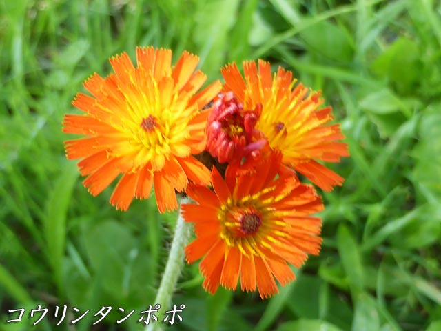 花図鑑、コウリンタンポポ、キク科ヤナギタンポポ属